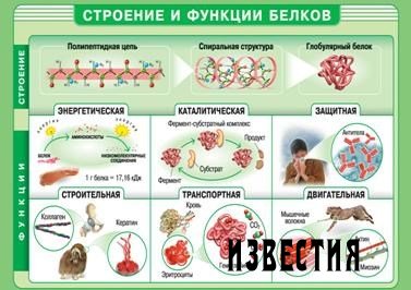 Роль белка и протеина в нашем организме Роль белка и протеина в нашем организме